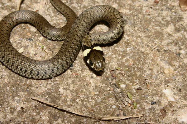 풀 뱀 (Natrix natrix)) — 스톡 사진
