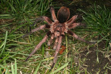 Tarantula (Phormictopus cochleasvorax)