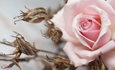 Pink rose and withered plant clipart