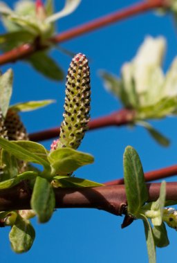 Çiçek açan söğüt (Salix Integra)