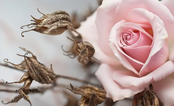 ピンクのローズ、枯れた植物 — ストック写真