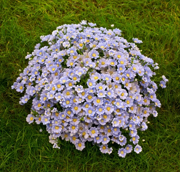 Blooming Cineraria — Stock Photo, Image