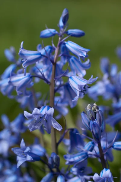 Endymion florescendo (Bluebell ) — Fotografia de Stock