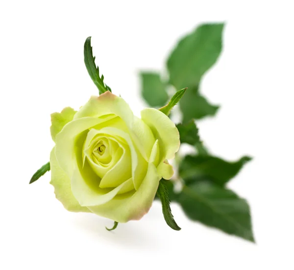 Rosa verde isolado no fundo branco — Fotografia de Stock