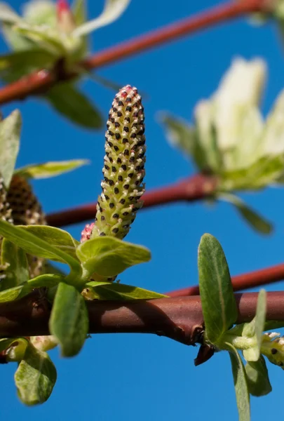 Salgueiro florescente (Salix integra ) — Fotografia de Stock