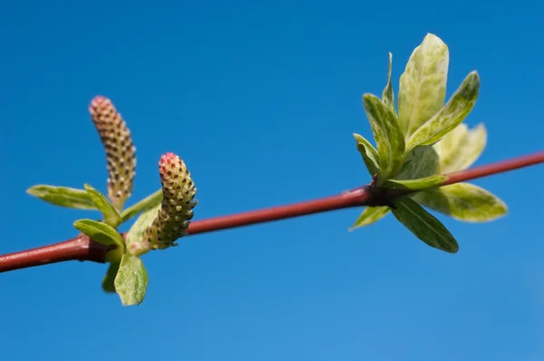 Çiçek açan söğüt (Salix Integra) Telifsiz Stok Fotoğraflar