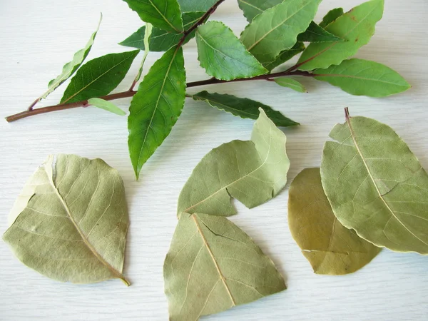 Fresh and dried bay leaves — Stock Photo, Image