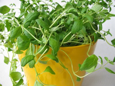 Marjoram in flowerpot clipart