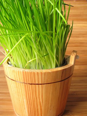 Chives in flowerpot clipart