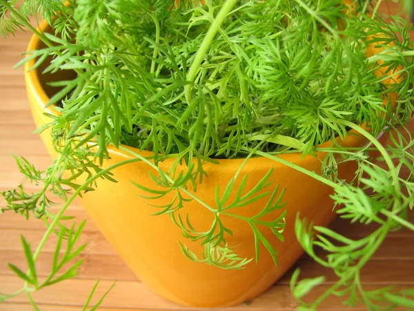 Dill in flowerpot — Stock Photo, Image