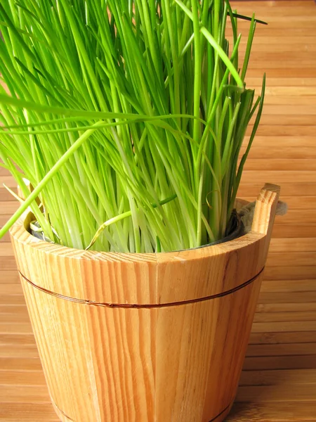 Chives in flowerpot — Stock Photo, Image