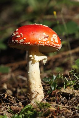 Amanita muscaria clipart