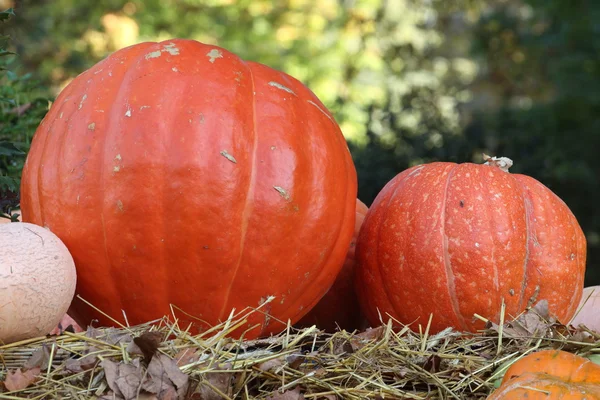 stock image Pumpkins