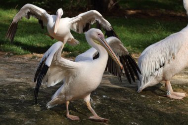 Dalmaçyalı Pelikan, pelecanus crispus