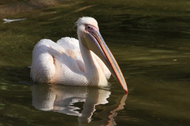 Dalmaçyalı Pelikan, pelecanus crispus