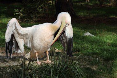 Dalmaçyalı Pelikan, pelecanus crispus