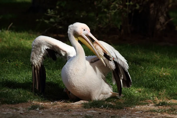 Pelikan Dalmacji, pelecanus crispus — Zdjęcie stockowe