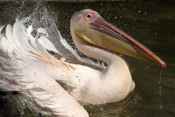 Dalmatian pelican,pelecanus crispus — Stock Photo, Image