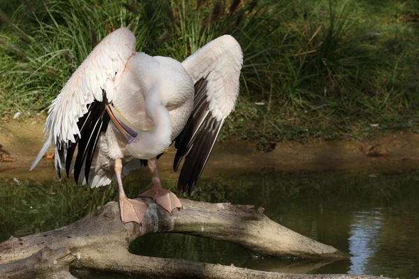 Dalmát pelikán, (pelecanus crispus) — Stock Fotó