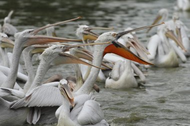 Dalmaçyalı Pelikan, pelecanus crispus