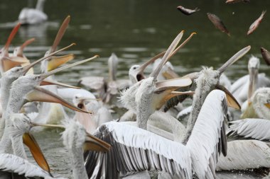 Dalmaçyalı Pelikan, pelecanus crispus