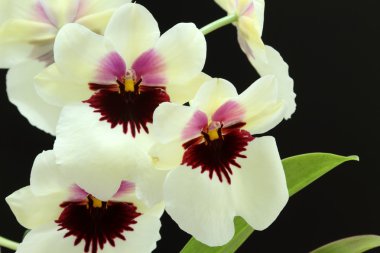 Orkide (Miltoniopsis)