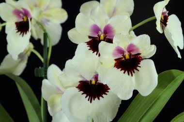 Orkide (Miltoniopsis)