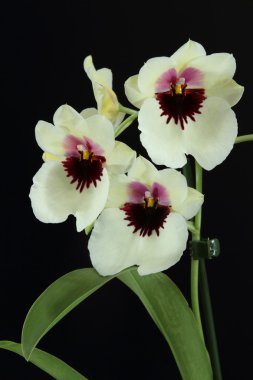 Orkide (Miltoniopsis)