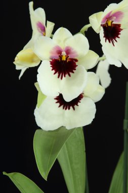 Orkide (Miltoniopsis)