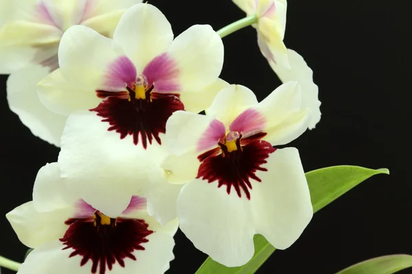Orchids (Miltoniopsis) — Stock Photo, Image
