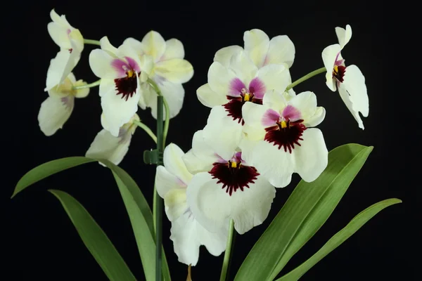 Orchids (Miltoniopsis) — Stock Photo, Image