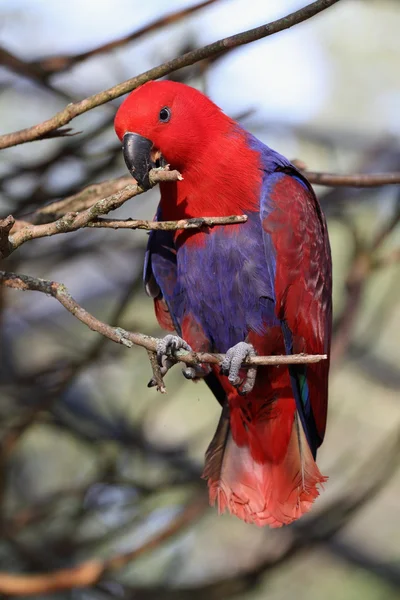 Kobieta eclectus papuga — Zdjęcie stockowe