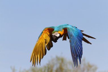 Mavi ve Sarı Macaw