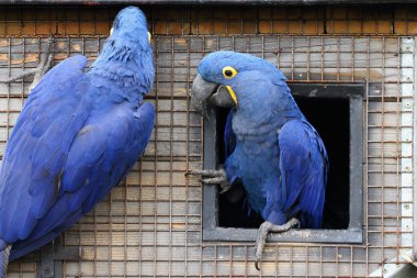 Hyacinth Macaw clipart