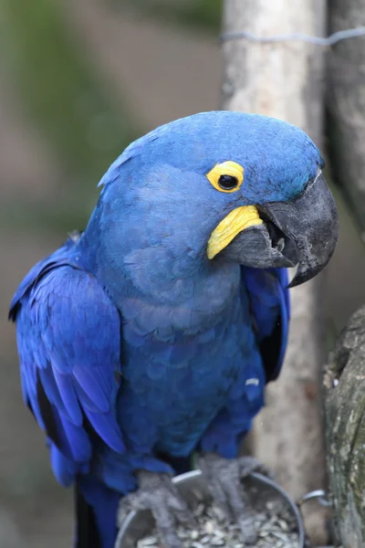 Hyacinth Macaw — Stock Photo, Image