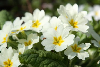 Primula vulgaris.