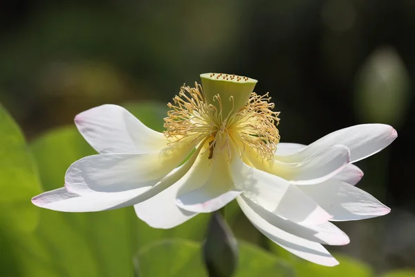 Heliga lotus — Stockfoto
