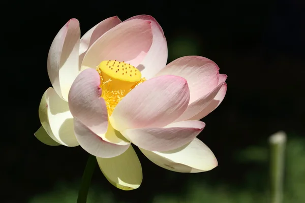 神圣的莲花 — 图库照片