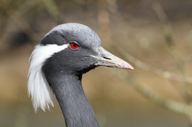 Demoiselle Crane,Anthropoides virgo clipart