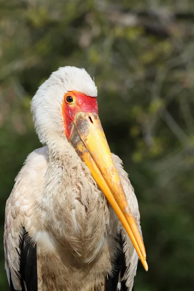 Gulnäbbad stork — Stockfoto
