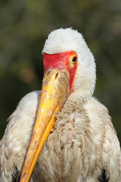Yellow-billed Stork — Stock Photo, Image