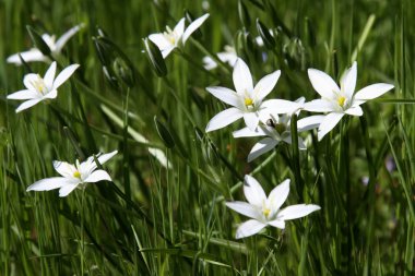 Ornithogalum umbellatum clipart