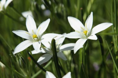 tükürük otu umbellatum