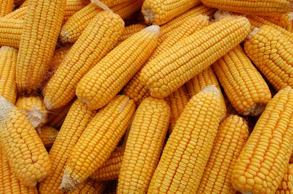 stock image Together many of the golden corn