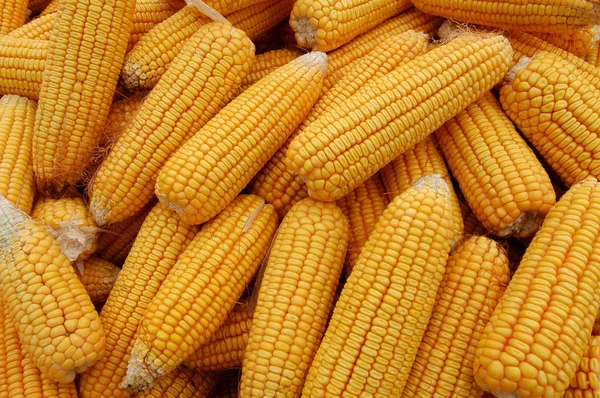 Együtt sok a golden kukorica Stock Kép
