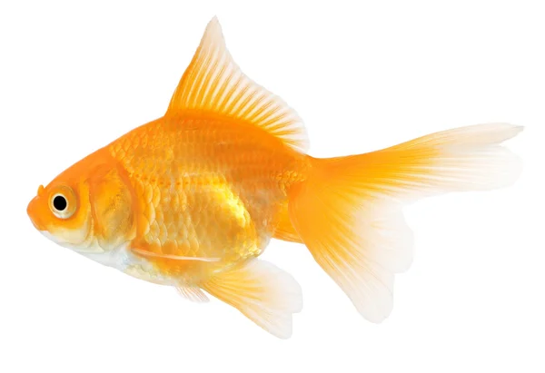 Zlatá rybka izolované na bílém pozadí — Stock fotografie
