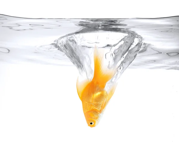 Goldfish jumping into the water — Stock Photo, Image
