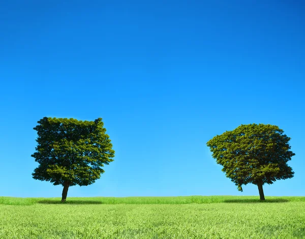 Field and trees — Stock Photo, Image