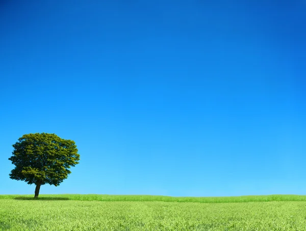 stock image Field and lonely tree