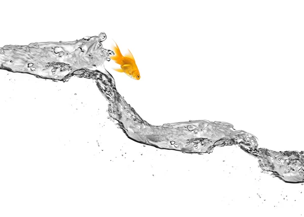 金魚が水から飛び降りる — ストック写真